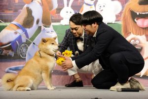 ショップ 映画 ペット 柴犬